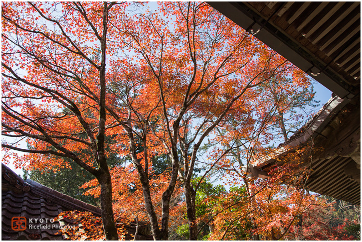 西明寺