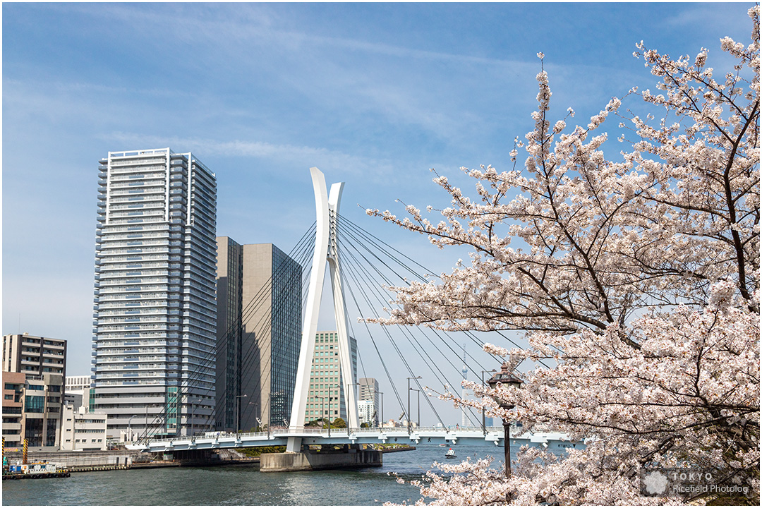 快晴の中央大橋と桜